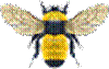 Bumble Bee (Bombus spp.)