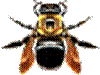 Carpenter Bee (Xylocopa virginica)