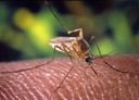 WNV Mosquito 