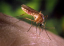 WNV Mosquito 