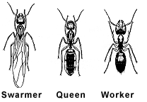 Swarmer, Queen and Worker Ants