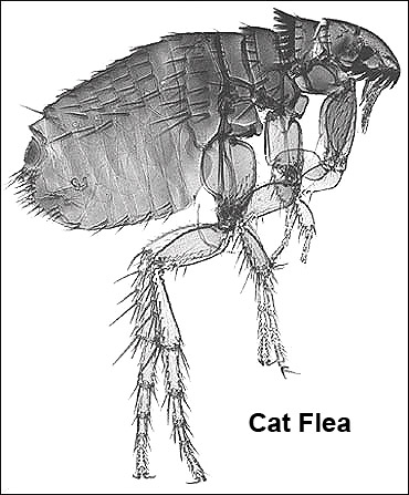Cat Flea