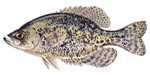 White Crappie