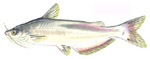 Blue Catfish