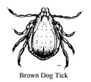 brown dog tick