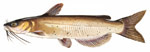 Channel Catfish