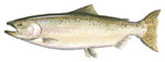 Chinook Salmon