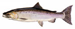 Coho Salmon