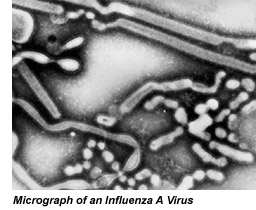 Flu Virus