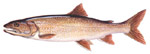 Lake Trout