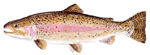 Rainbow Trout