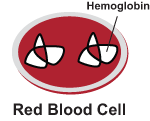 red blood cell with normal hemoglobin