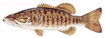 Smallmouth Bass