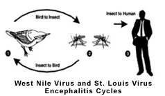 West Nile Virus