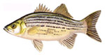 White Bass