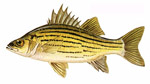 Yellow Bass