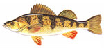 Yellow Perch